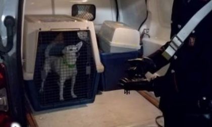 Cane segregato e maltrattato, liberato dai carabinieri