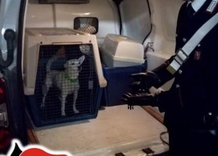 Cane segregato e maltrattato, liberato dai carabinieri