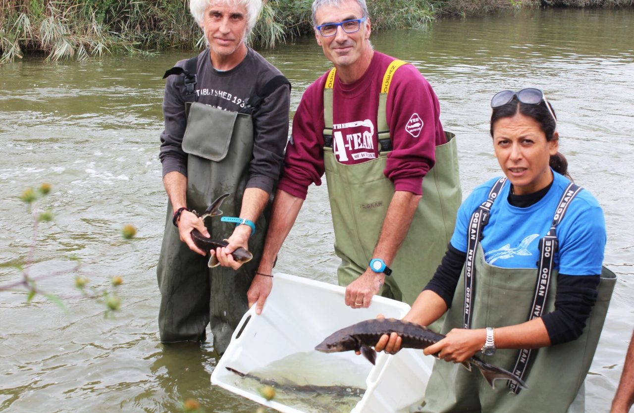 Nel Po tornano 200 storioni