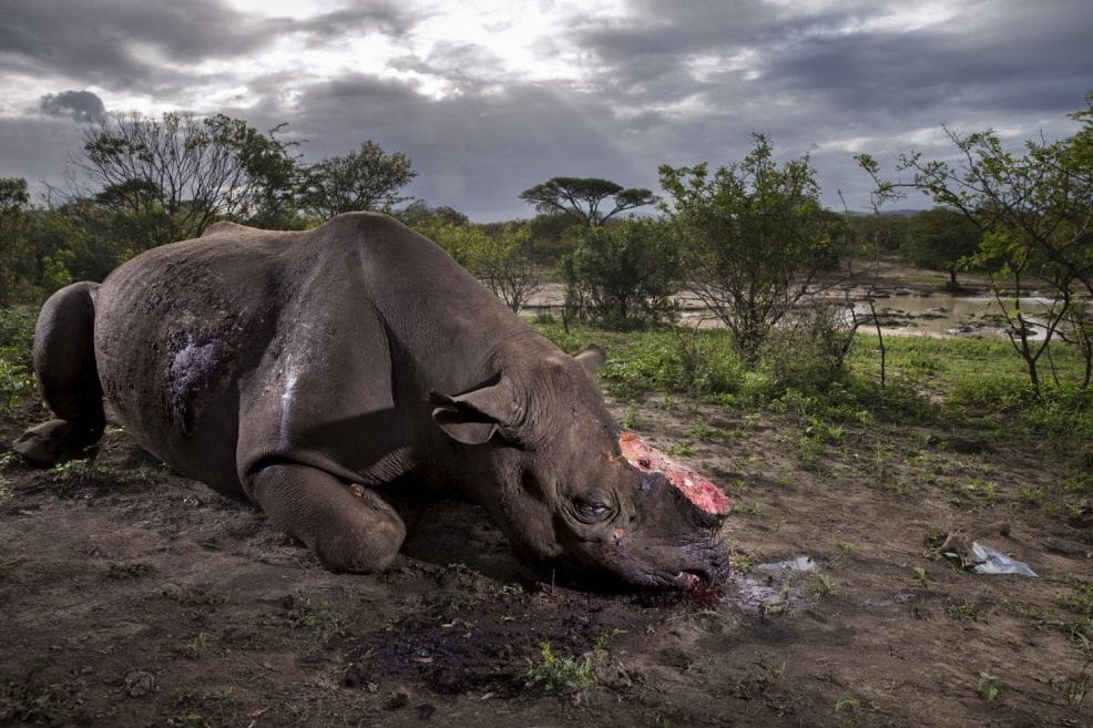 Rinoceronte ucciso e mutilato: è la foto “Wildlife” del 2017