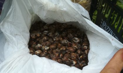 Trasportavano molluschi vivi e "fuorilegge": la polizia sequestra tutto