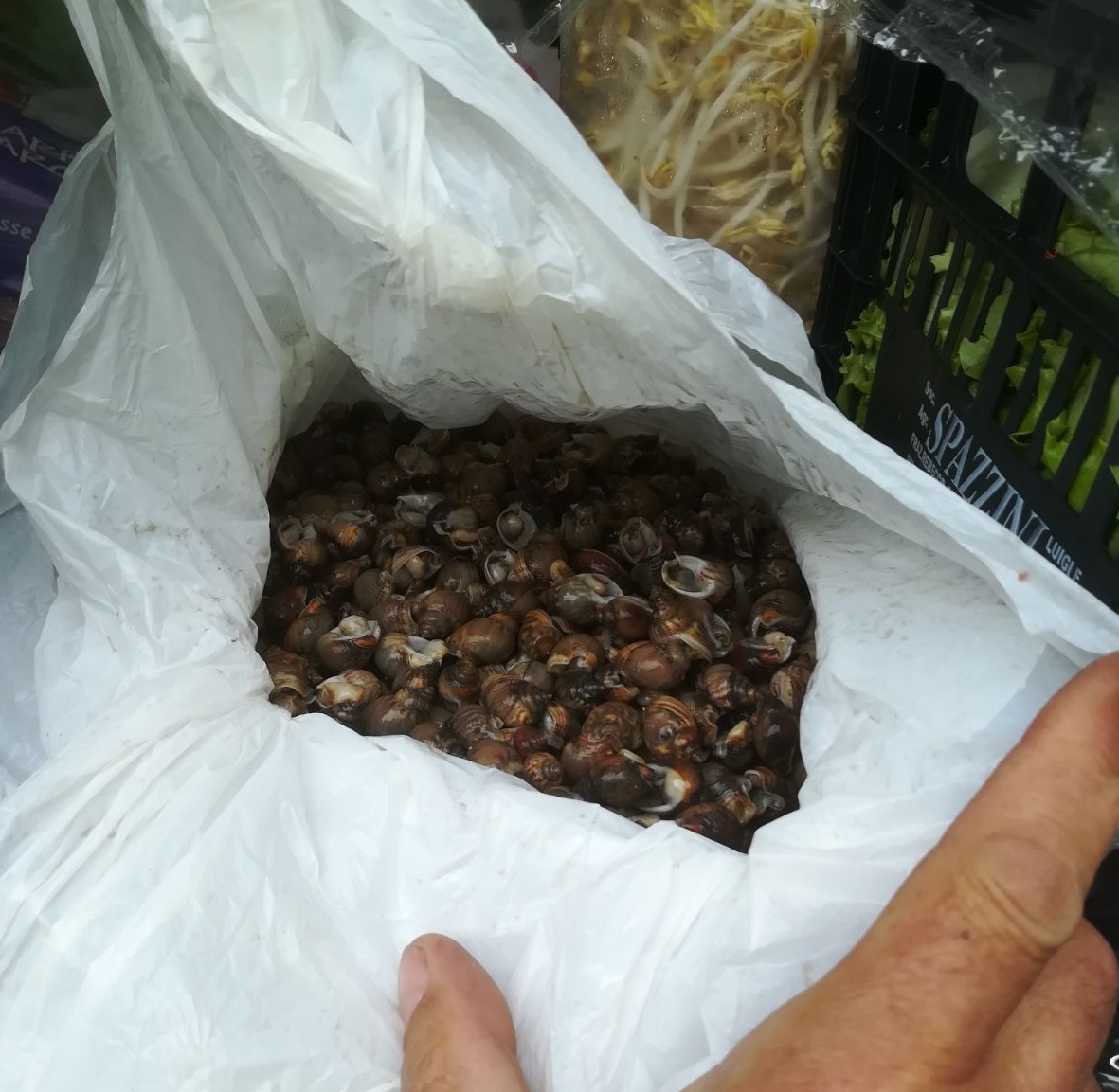 Trasportavano molluschi vivi e “fuorilegge”: la polizia sequestra tutto