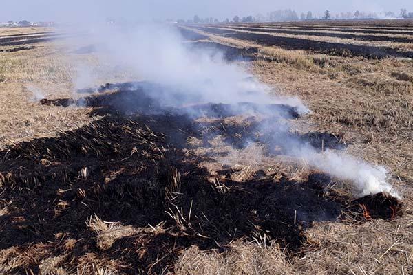 A fuoco un’ampia area di vegetazione a S. Pietro Mosezzo