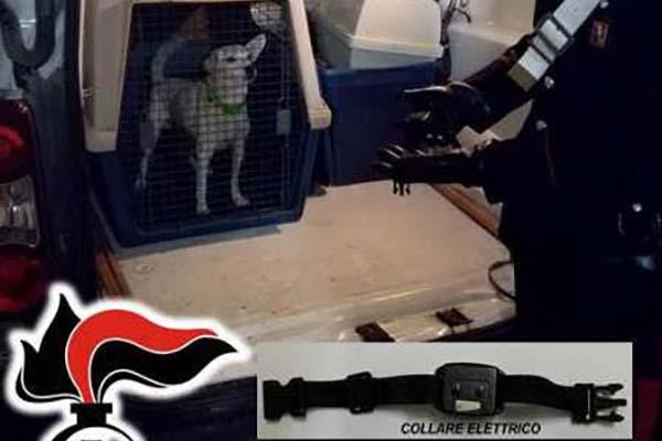 Collare a impulsi elettrici al cane per non farlo uscire dal giardino, denunciata per maltrattamenti