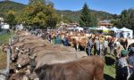 Il 13 ottobre ad Armeno dopo oltre 70 anni la fiera zootecnica sarà senza animali