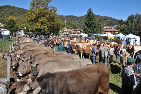 Il 13 ottobre ad Armeno dopo oltre 70 anni la fiera zootecnica sarà senza animali