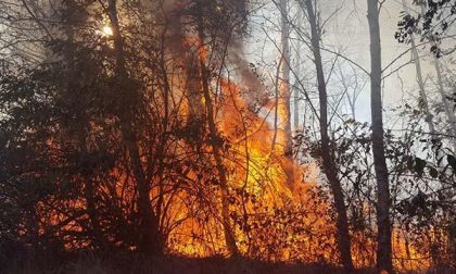 Incendio boschi e sterpaglie a Borgomanero