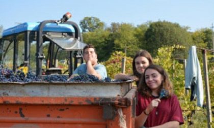 Ospiti stranieri alla vendemmia di Ghemme