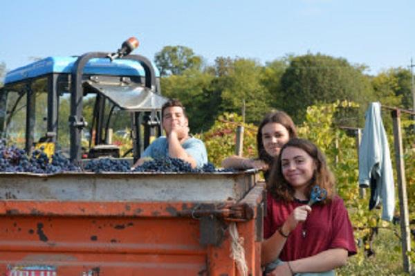 Ospiti stranieri alla vendemmia di Ghemme
