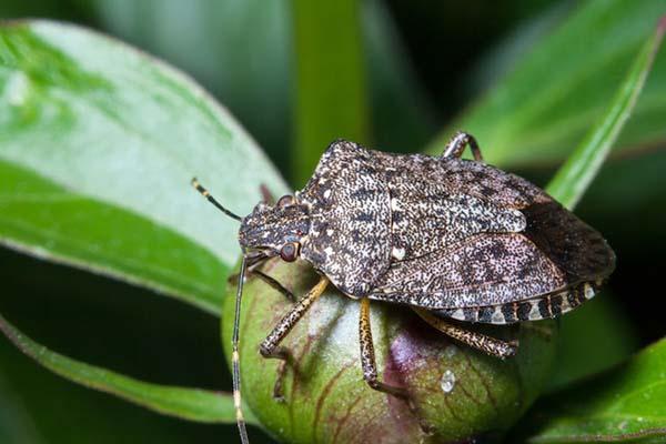Task force contro la cimice asiatica