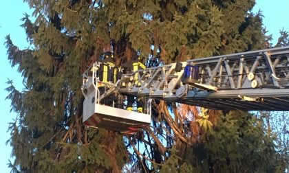 Albero pericolante a rischio una scuola