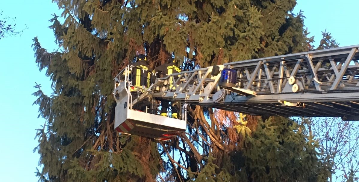 Albero pericolante a rischio una scuola