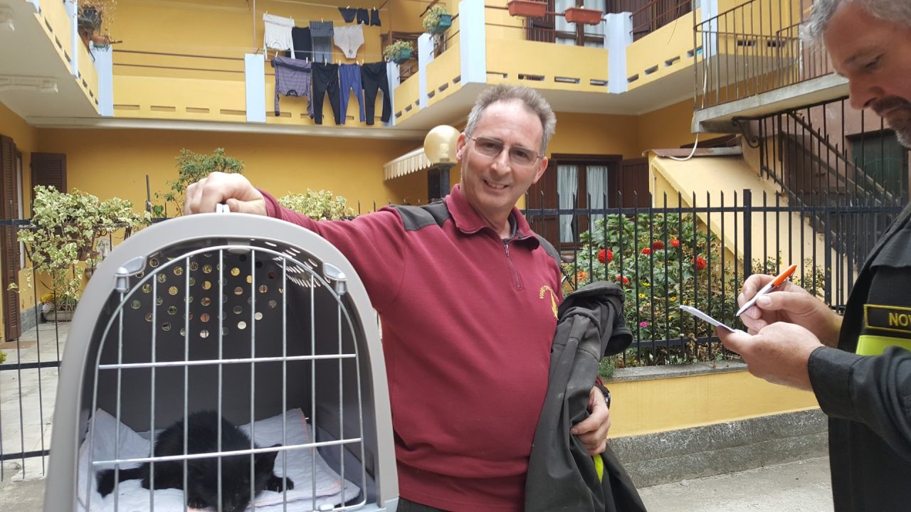 Gattino salvato da un tetto di una casa disabitata