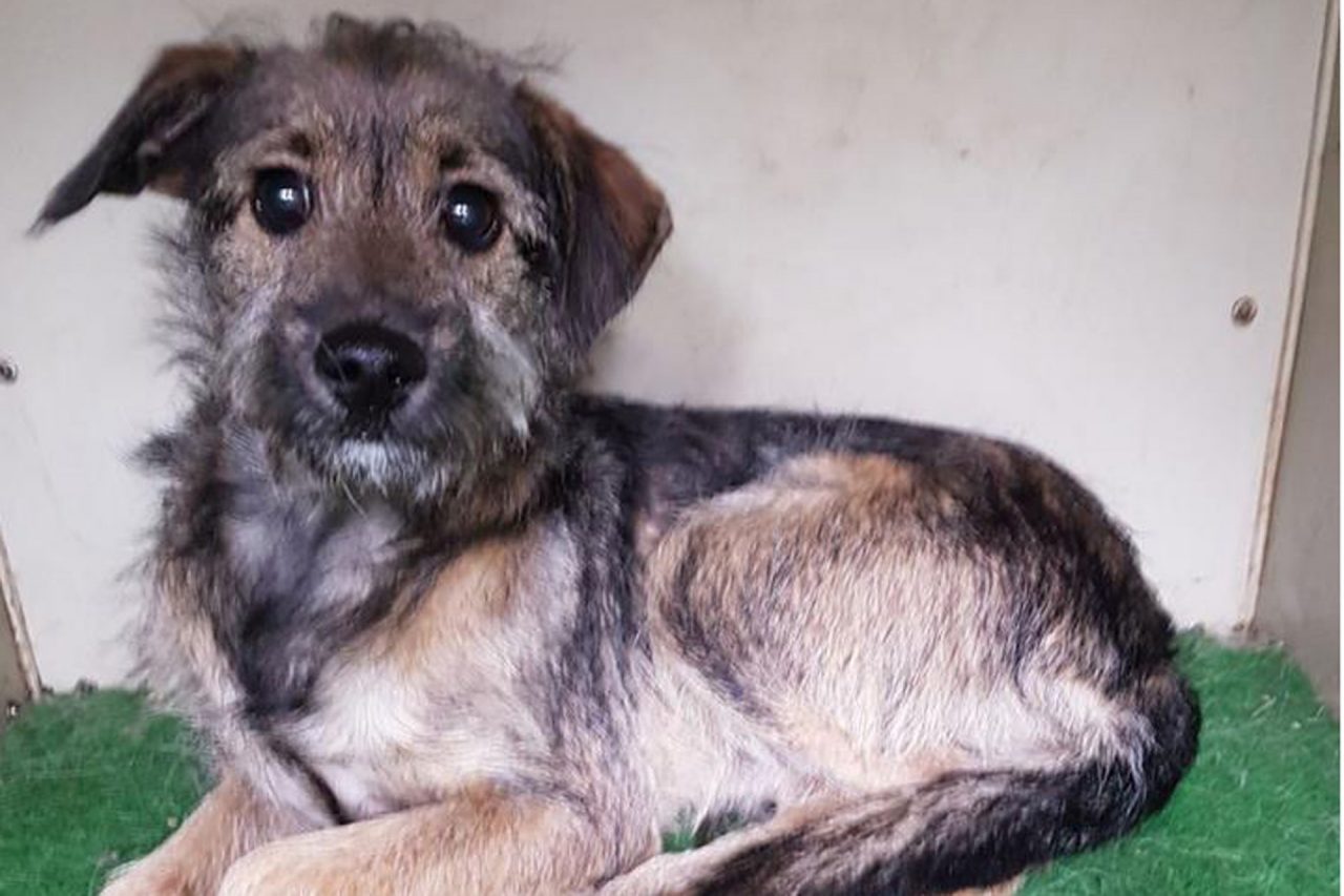 Trovato al cimitero, si cercano i padroni del cane impaurito