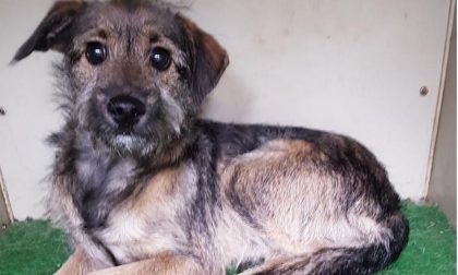 Trovato al cimitero, si cercano i padroni del cane impaurito