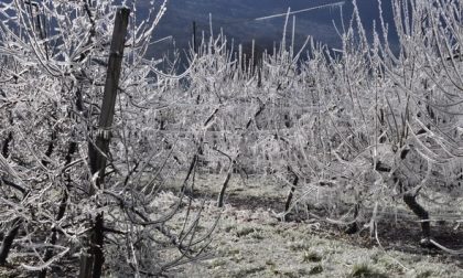 Gelate aprile, riconosciuta eccezionalità al via i risarcimenti