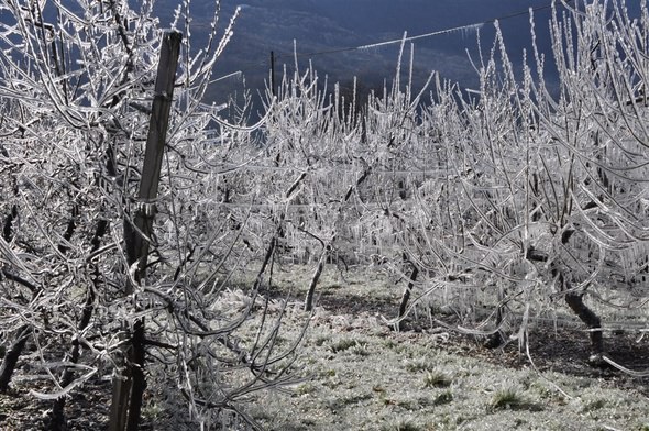 Gelate aprile, riconosciuta eccezionalità al via i risarcimenti