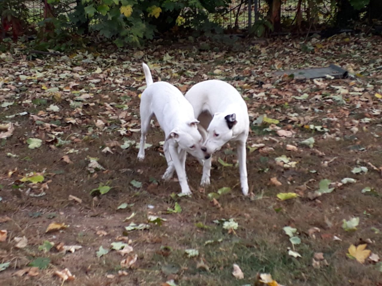Novara adozioni: 2 cucciole cercano casa