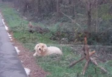 Cane finto al bordo della strada, è uno scherzo
