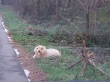 Cane finto al bordo della strada, è uno scherzo