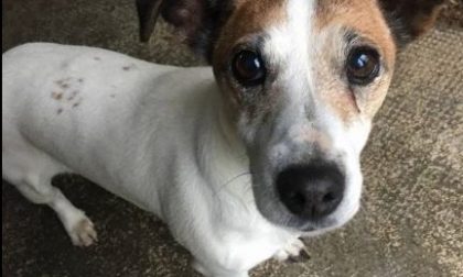 Cane misterioso trovato a Borgo Ticino, chi la conosce?