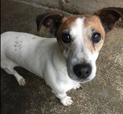 Cane misterioso trovato a Borgo Ticino, chi la conosce?