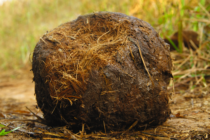 Lanciano palla di escrementi e gli rubano contanti