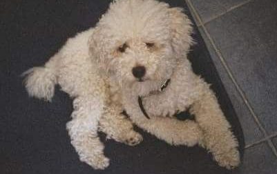 Cane smarrito l'appello disperato per Merlino