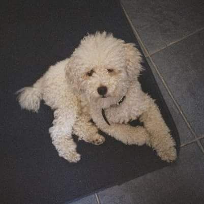 Cane smarrito l’appello disperato per Merlino