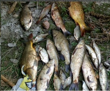 Pesca illecita uomo punito con 4.000 euro