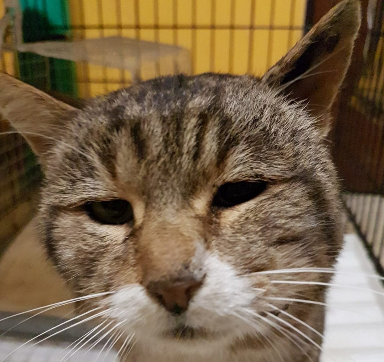 Gatto colpito più volte da un fucile si cerca responsabile