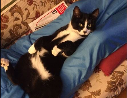 Minù torna a casa grazie al Giornale di Arona