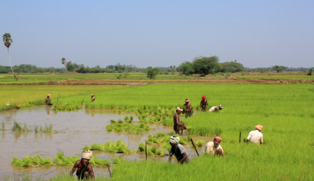 Coldiretti Novara Stop alle importazioni del riso Rohingya