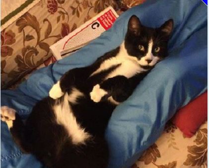 Ritroviamo Minù: l’appello della padrona ai gatticesi