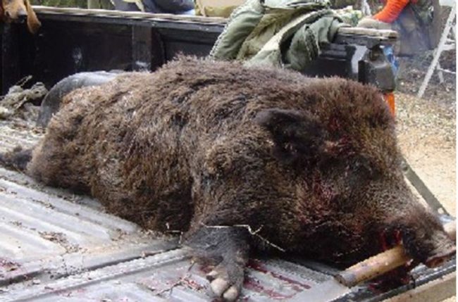 Rubano cinghiali morti denunciati