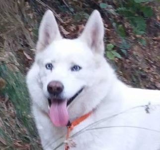 Ritroviamo Simba: l’appello dei volontari ai borgoticinesi