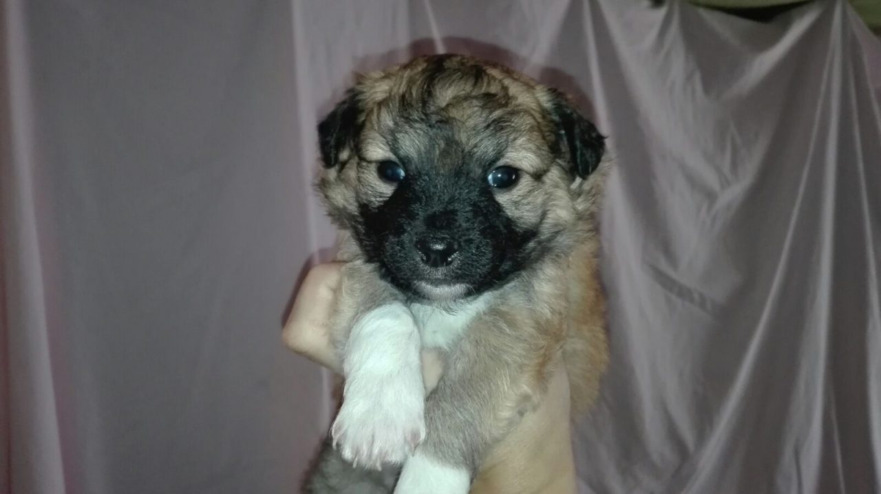 Animali bisognosi: i quattro cuccioli in cerca di una famiglia