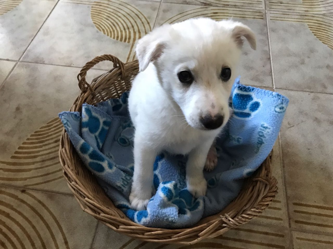 Animali bisognosi: le foto dei cuccioli in cerca di una famiglia