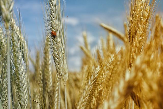 Innovazione e ricerca in agricoltura: l’assessore Bongioanni stanzia 7.5 milioni di euro