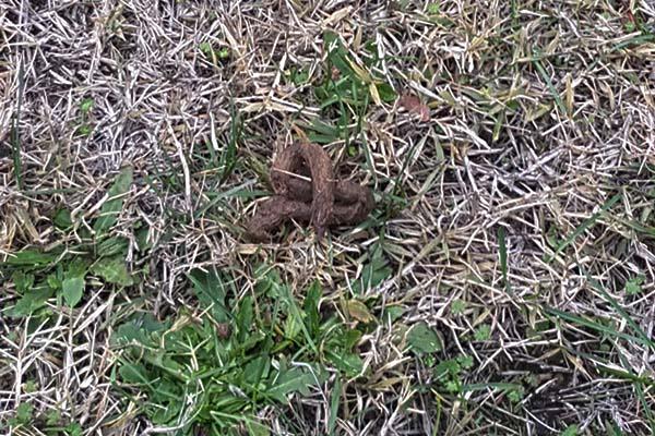 Aiuola diventa un bagno per cani nella zona di via Petrarca