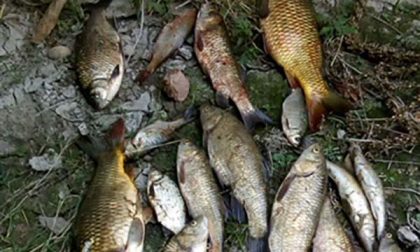Carabinieri forestali: sequestro di rete e di pescato per bracconaggio ittico