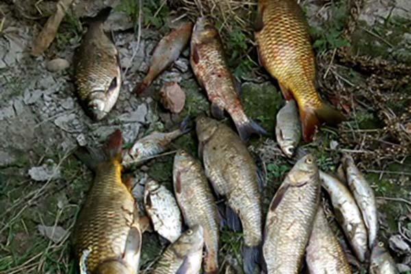 Carabinieri forestali: sequestro di rete e di pescato per bracconaggio ittico