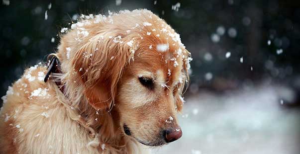 Freddo l’appello: “Donate le coperte al canile”