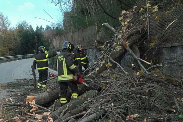 Grosso albero di cedro finisce sulla carreggiata a Orta