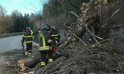 Grosso albero di cedro finisce sulla carreggiata a Orta