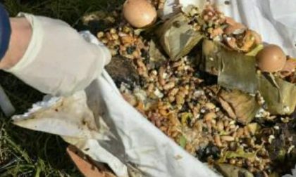 Inquietanti ritrovamenti al cimitero di Lumellogno