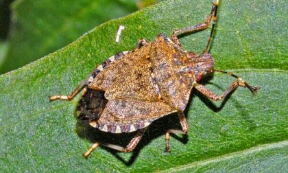Verranno ristorati i danni da cimice asiatica. Confagricoltura "Essenziale sostenere la lotta al parassita"