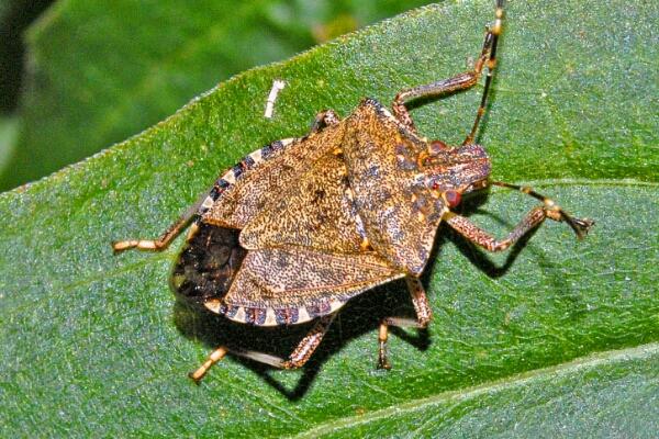 Verranno ristorati i danni da cimice asiatica. Confagricoltura “Essenziale sostenere la lotta al parassita”