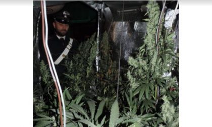 Incendio Casaleggio: a fuoco una serra di marijuana