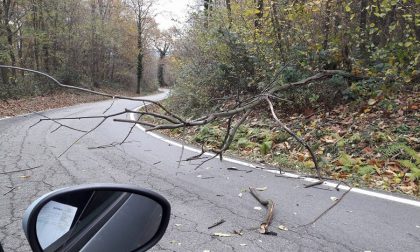Attenzione albero caduto a Divignano